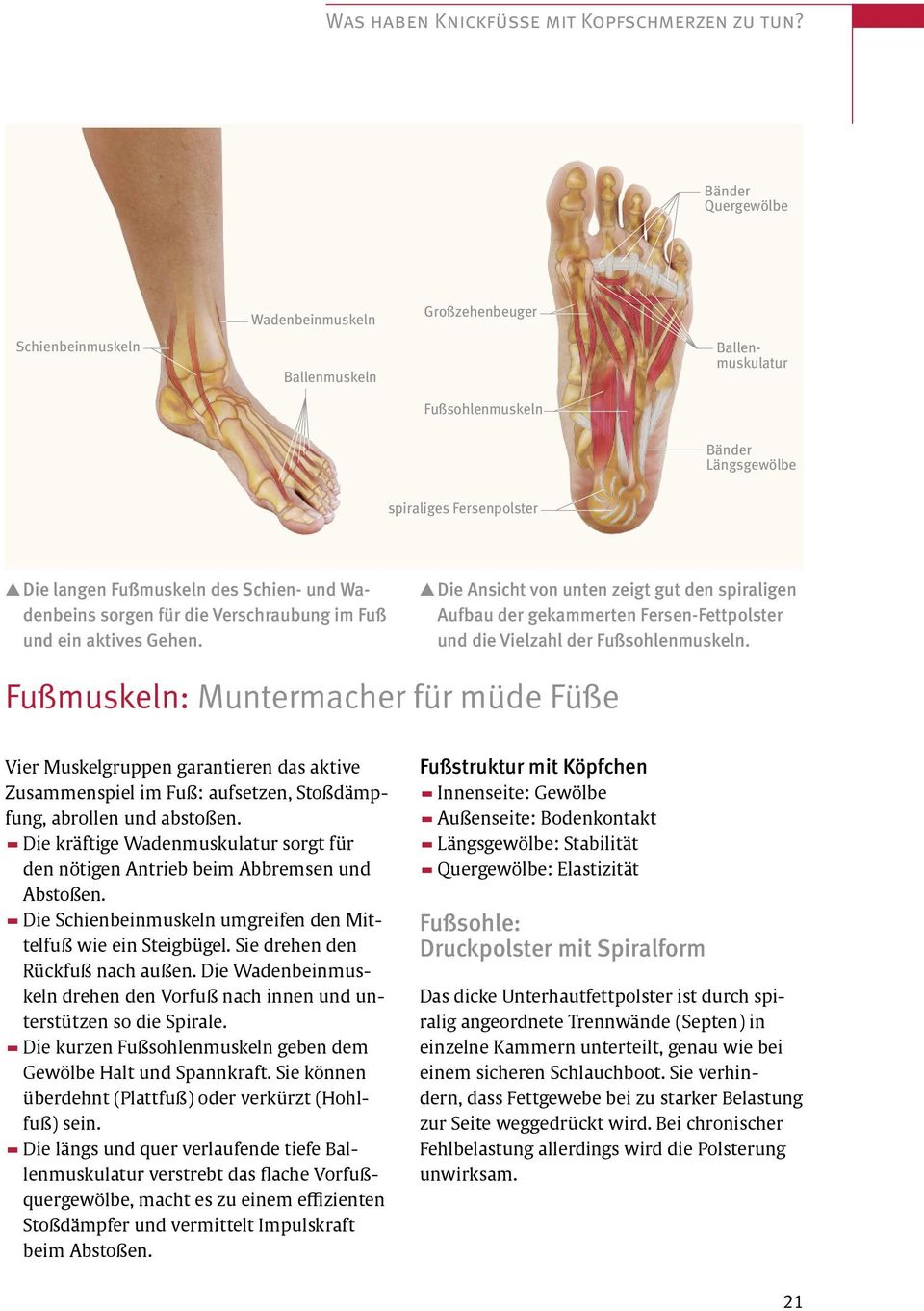 und Wadenbeins sorgen für die Verschraubung im Fuß und ein aktives Gehen.