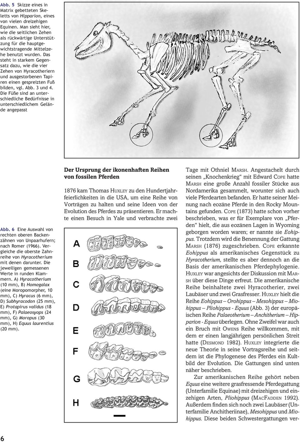 Das steht in starkem Gegensatz dazu, wie die vier Zehen von Hyracotheriern und ausgestorbenen Tapiren einen gespreizten Fuß bilden, vgl. Abb. 3 und 4.