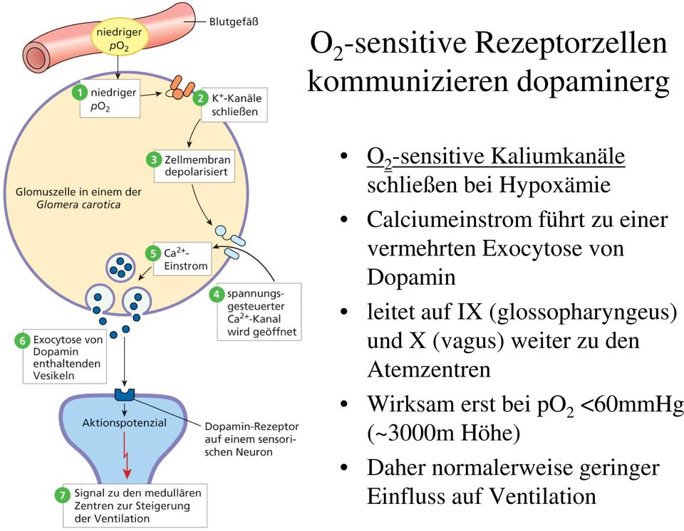 Dopamin leitet auf IX (glossopharyngeus) und X (vagus) weiter zu den Atemzentren