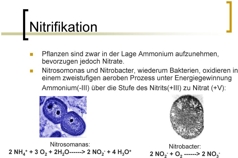 Prozess unter Energiegewinnung Ammonium(-III) über die Stufe des Nitrits(+III) zu Nitrat (+V):