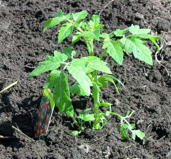 Die ersten Pflanzen Die ersten Pflanzen, die im Gewächshaus gezüchtet wurden, waren Tomaten.