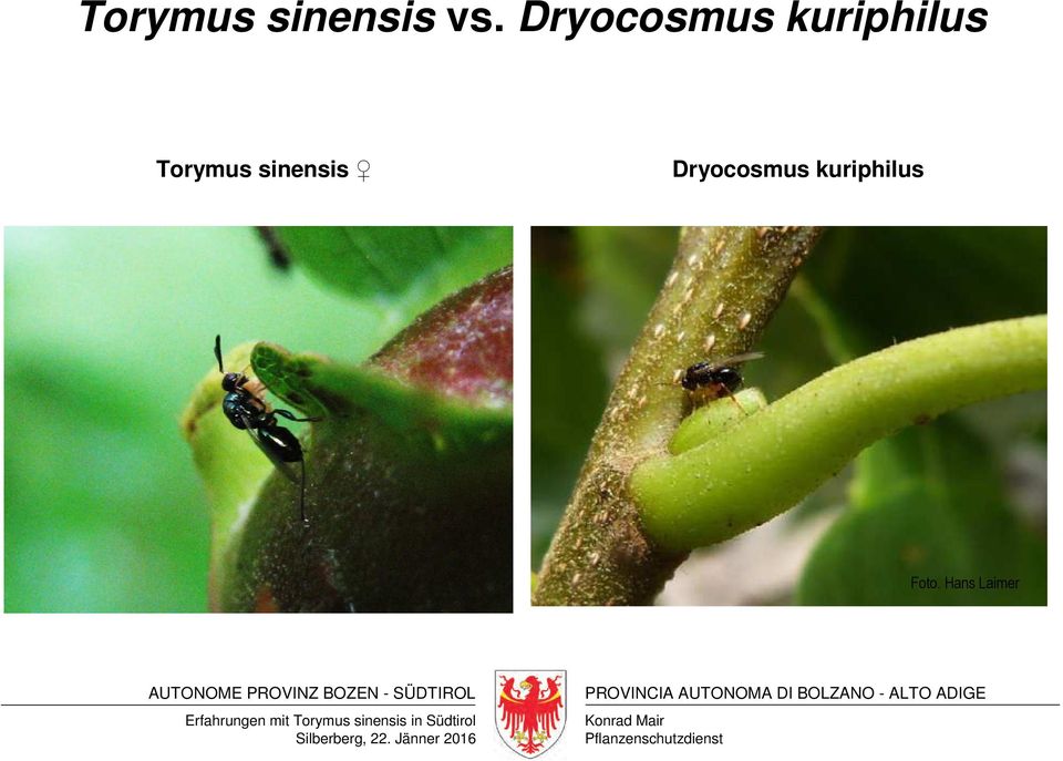 Torymus sinensis  Foto.