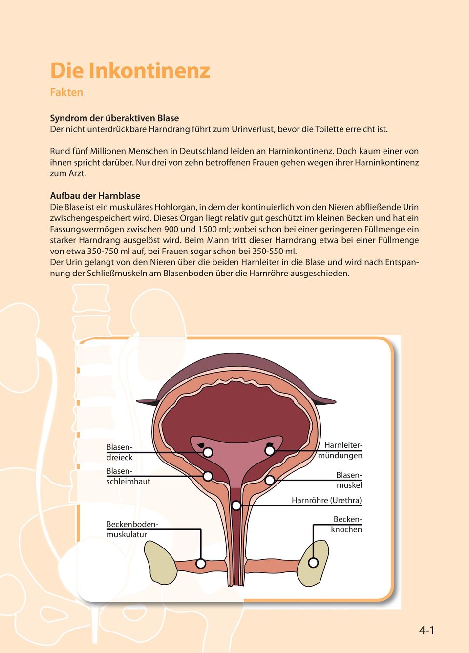 Aufbau der Harnblase Die Blase ist ein muskuläres Hohlorgan, in dem der kontinuierlich von den Nieren abfließende Urin zwischengespeichert wird.