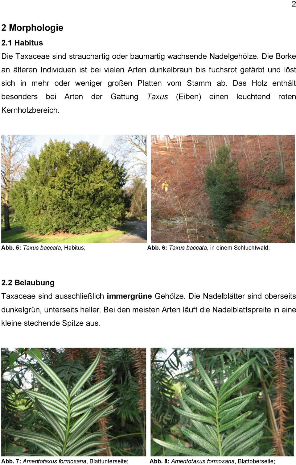 Das Holz enthält besonders bei Arten der Gattung Taxus (Eiben) einen leuchtend roten Kernholzbereich. Abb. 5: Taxus baccata, Habitus; Abb. 6: Taxus baccata, in einem Schluchtwald; 2.