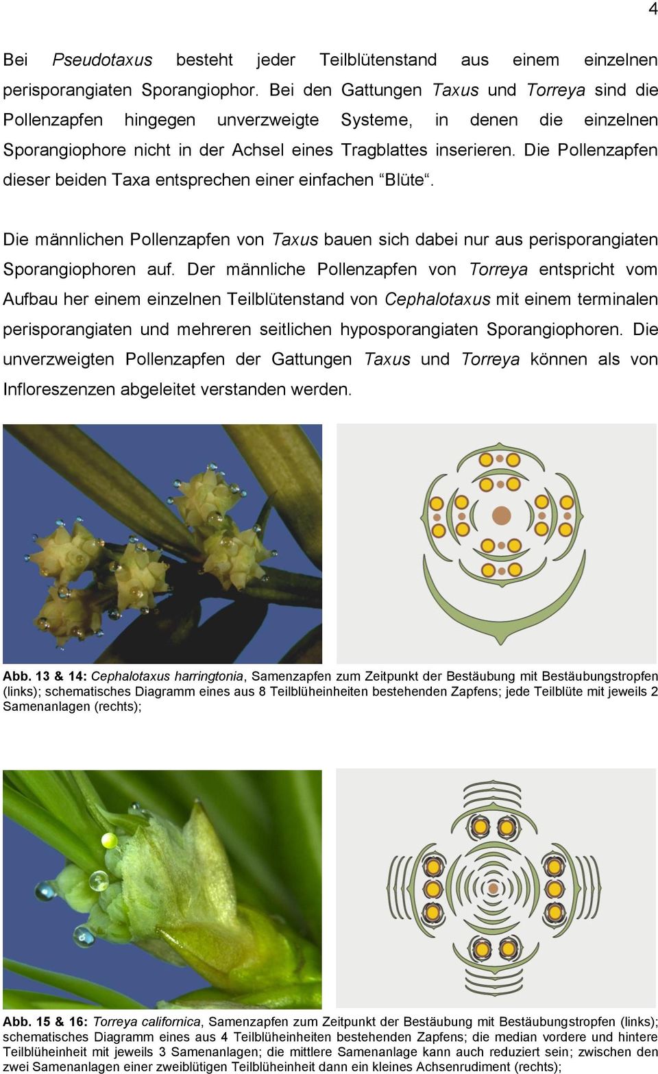 Die Pollenzapfen dieser beiden Taxa entsprechen einer einfachen Blüte. Die männlichen Pollenzapfen von Taxus bauen sich dabei nur aus perisporangiaten Sporangiophoren auf.