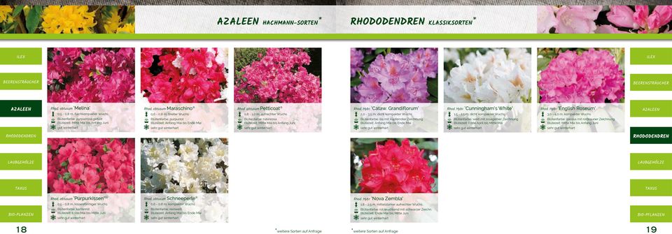 Cataw. Grandiflorum 2,0-3,5 m, dicht kompakter Wuchs Blütenfarbe: lila mit kupferroter Zeichnung Rhod. Hybr.