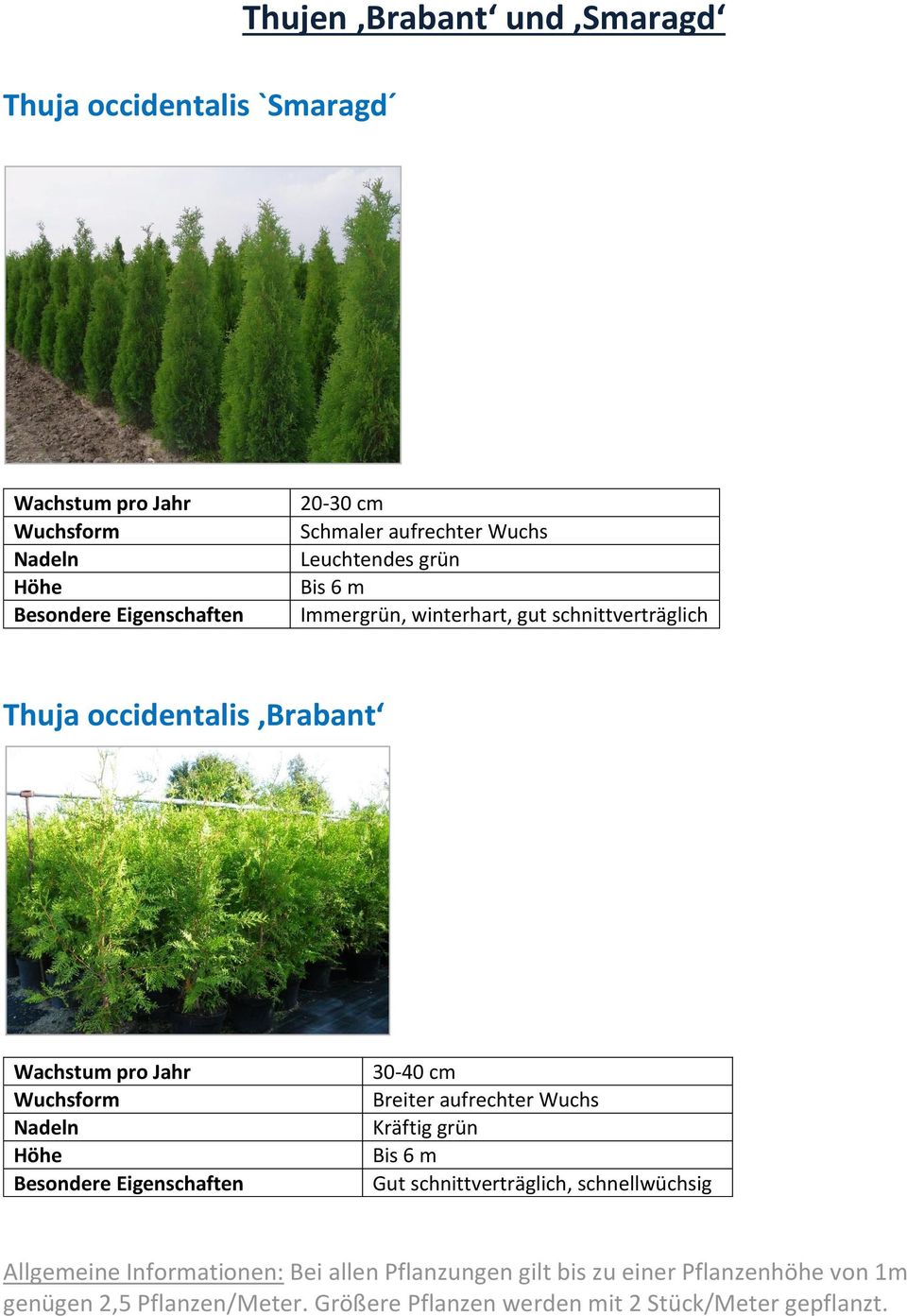 Kräftig grün Bis 6 m Gut schnittverträglich, schnellwüchsig Allgemeine Informationen: Bei allen Pflanzungen gilt