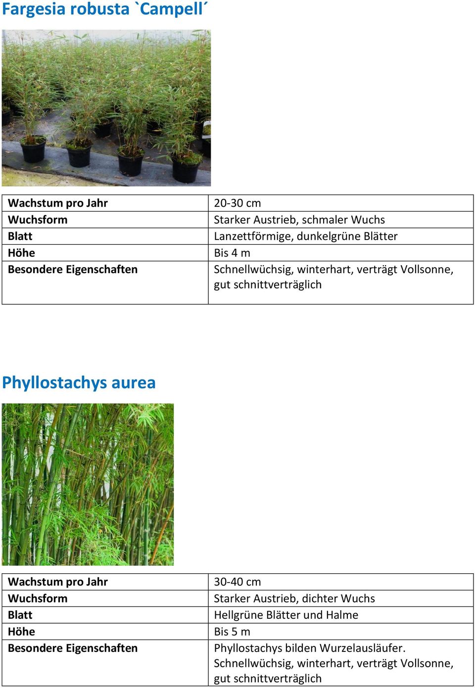 aurea 30-40 cm Starker Austrieb, dichter Wuchs Hellgrüne Blätter und Halme Bis 5 m