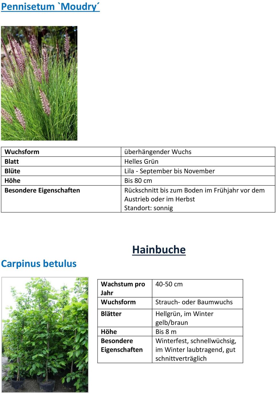 betulus Hainbuche Wachstum pro Jahr Blätter Besondere Eigenschaften 40-50 cm Strauch- oder Baumwuchs