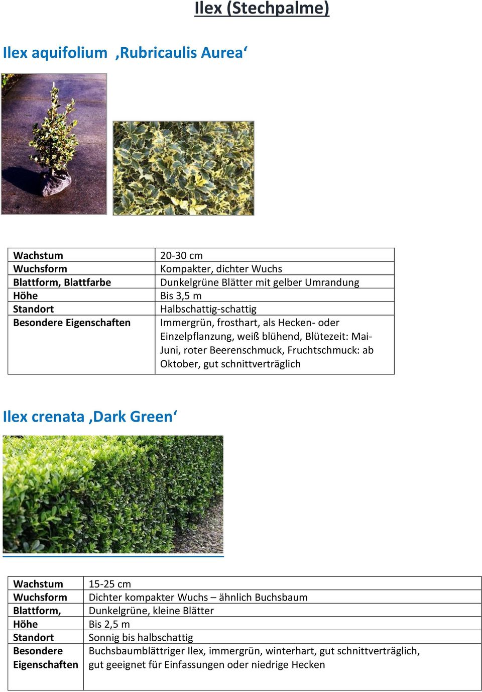 schnittverträglich Ilex crenata Dark Green Wachstum pro Jahr form, farbe Standort Besondere Eigenschaften 15-25 cm Dichter kompakter Wuchs ähnlich Buchsbaum