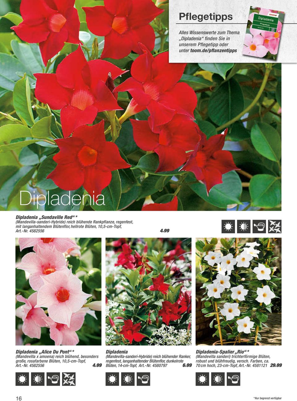 4582556 4,99 Dipladenia Alice Du Pont * (Mandevilla x amoena) reich blühend, besonders große, rosafarbene Blüten, 10,5-cm-Topf, Art.- Nr.