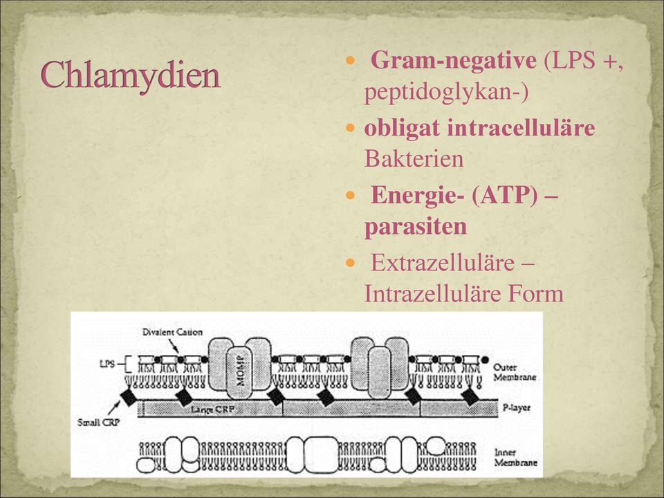 intracelluläre Bakterien