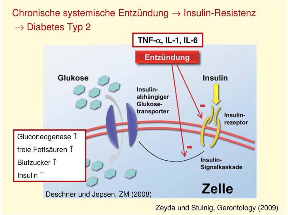Gluconeogenese freie Fettsäuren Blutzucker Insulin