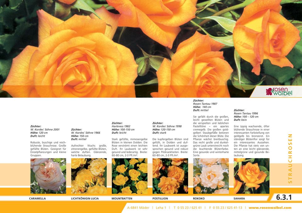 Die Rose verströmt einen leichten Duft. Ihr Laubwerk ist sehr gesund und lederartig. Breite: 60-80 cm, 2-3 Pfl./m². Die kupfergelben Blüten sind gefüllt, in Dolden und duftend.