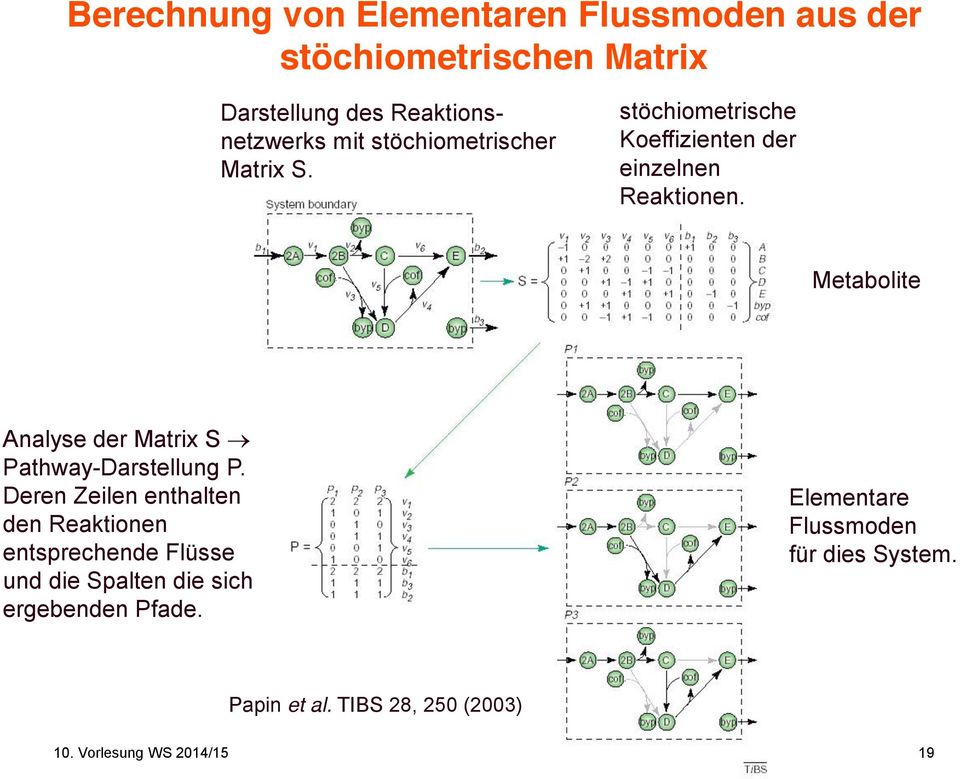 Metabolite Analyse der Matrix S Pathway-Darstellung P.