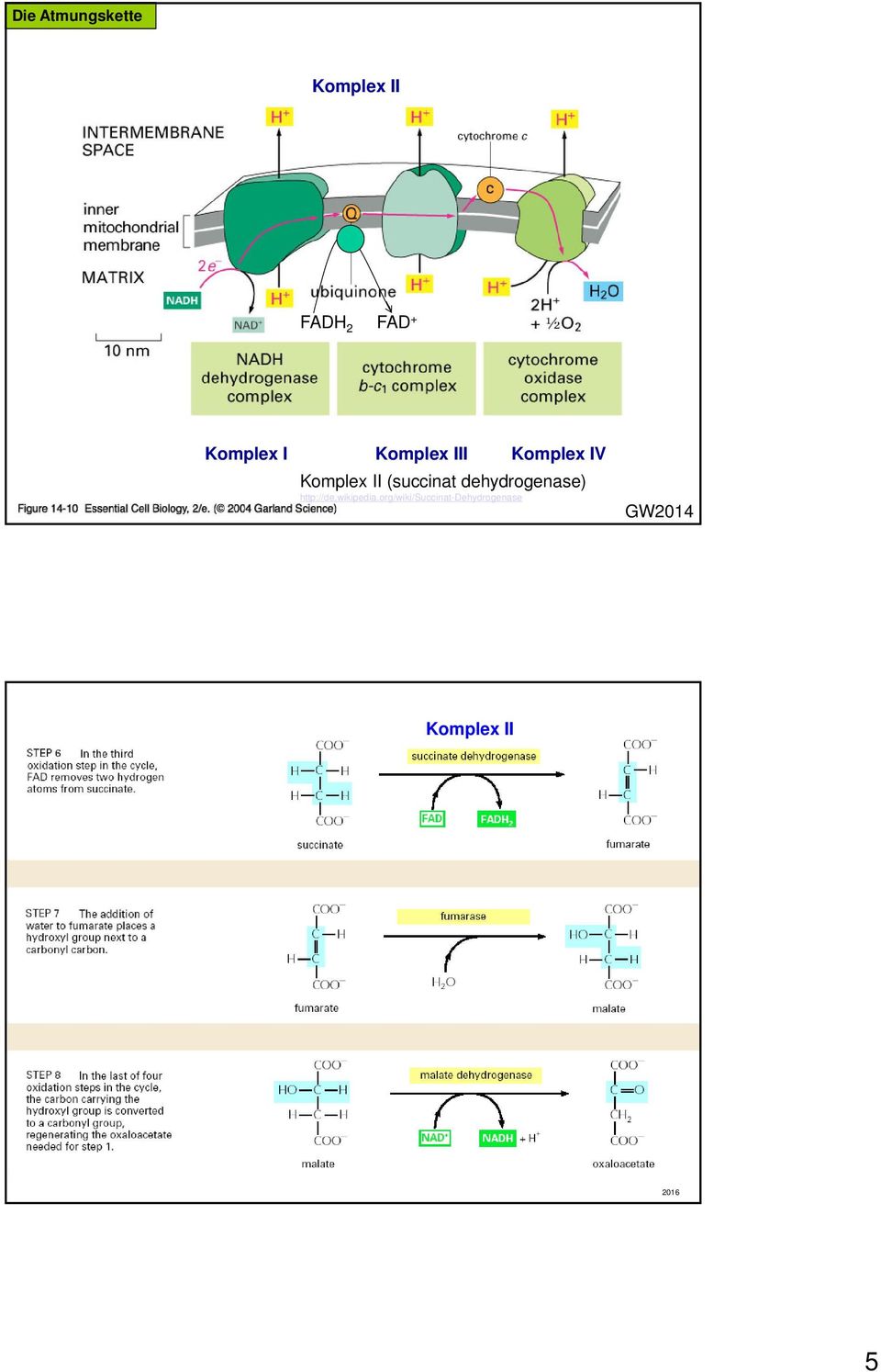 Komplex IV Komplex II (succinat dehydrogenase)