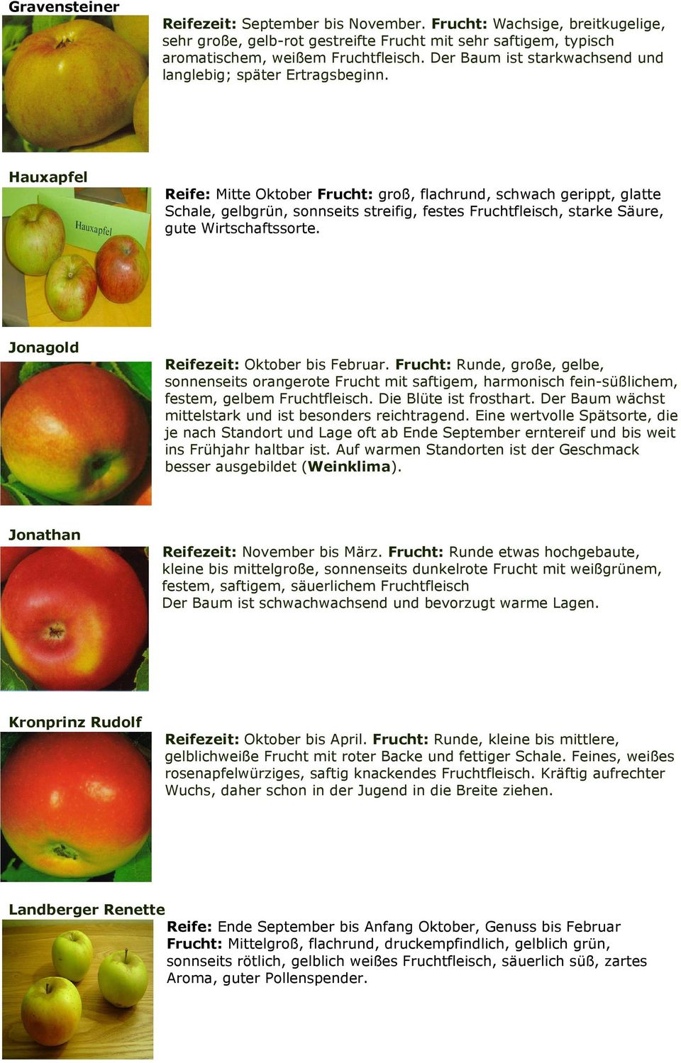 Hauxapfel Reife: Mitte Oktober Frucht: groß, flachrund, schwach gerippt, glatte Schale, gelbgrün, sonnseits streifig, festes Fruchtfleisch, starke Säure, gute Wirtschaftssorte.