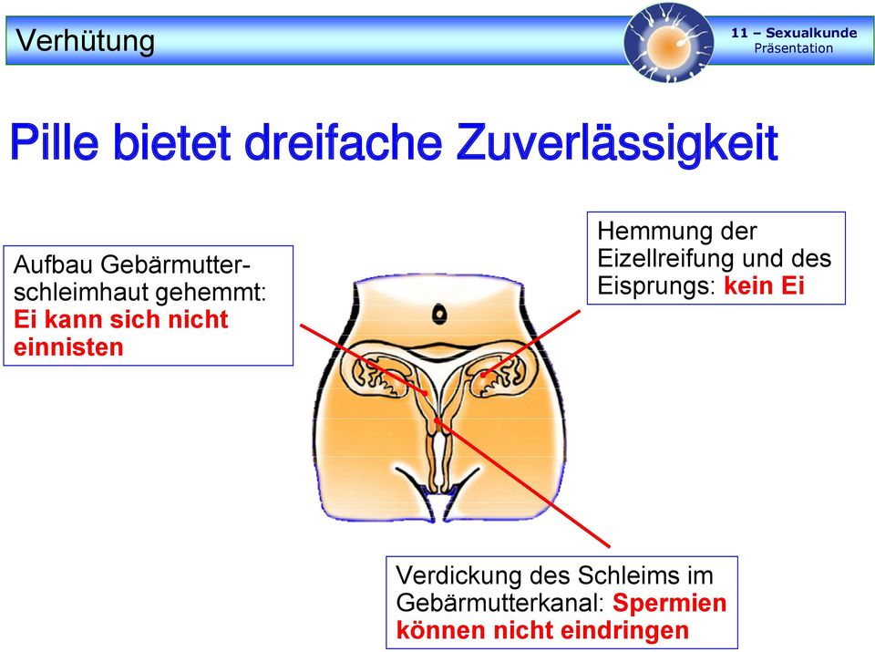 einnisten Hemmung der Eizellreifung und des Eisprungs: kein