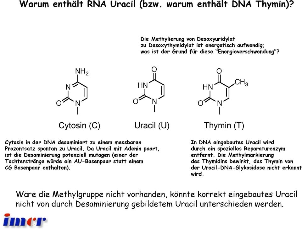 Da Uracil mit Adenin paart, ist die Desaminierung potenziell mutagen (einer der Tochterstränge würde ein AU-Basenpaar statt einem CG Basenpaar enthalten).