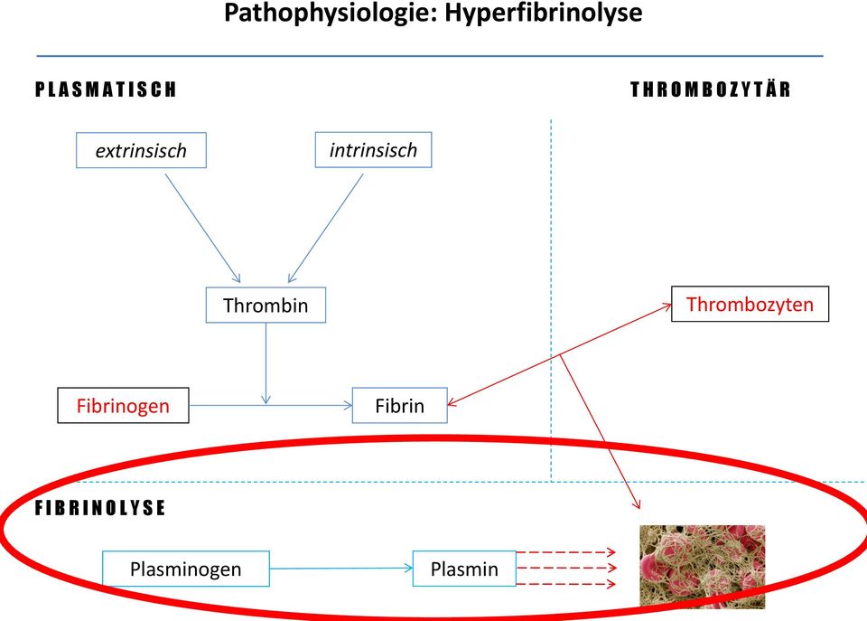intrinsisch Thrombin Thrombozyten Fibrinogen