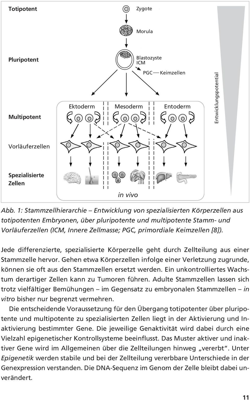 Keimzellen [8]). Jede differenzierte, spezialisierte Körperzelle geht durch Zellteilung aus einer Stammzelle hervor.