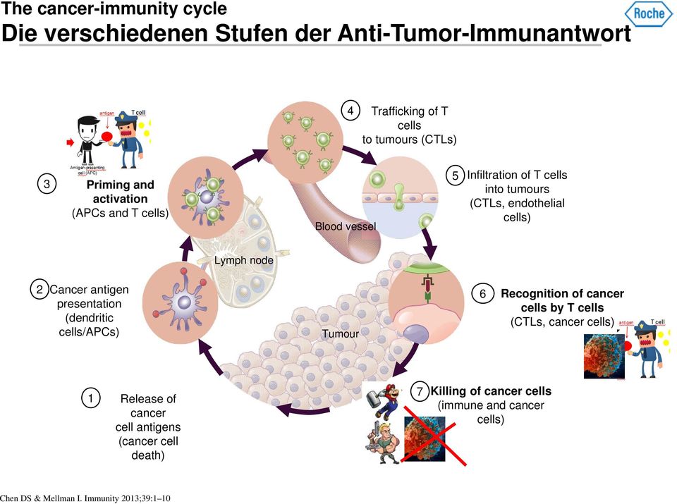 presentation (dendritic cells/apcs) Tumour 6 Recognition of cancer cells by T cells (CTLs, cancer cells) 1 Release of cancer cell antigens