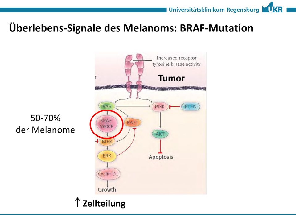 BRAF-Mutation Tumor