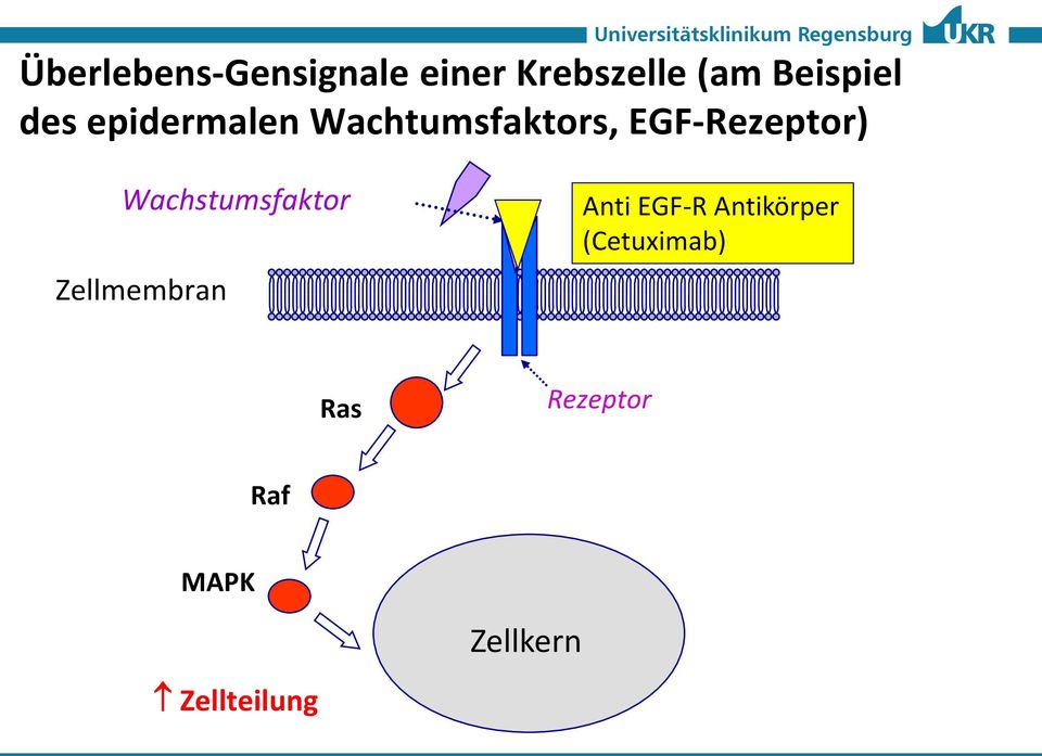 EGF-Rezeptor) Wachstumsfaktor Zellmembran Anti