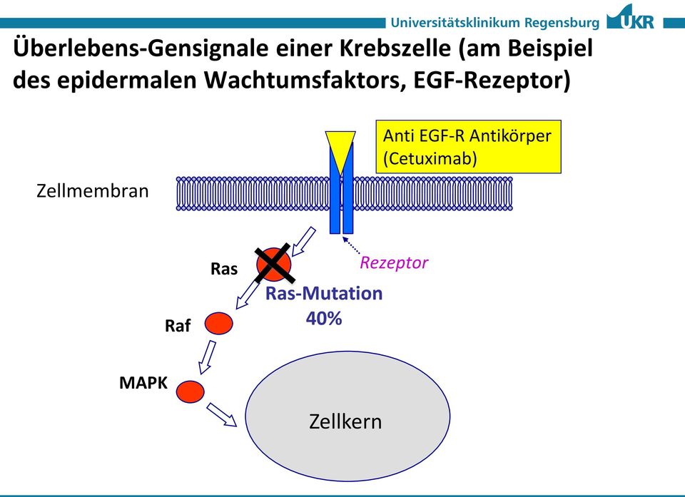 EGF-Rezeptor) Zellmembran Anti EGF-R Antikörper