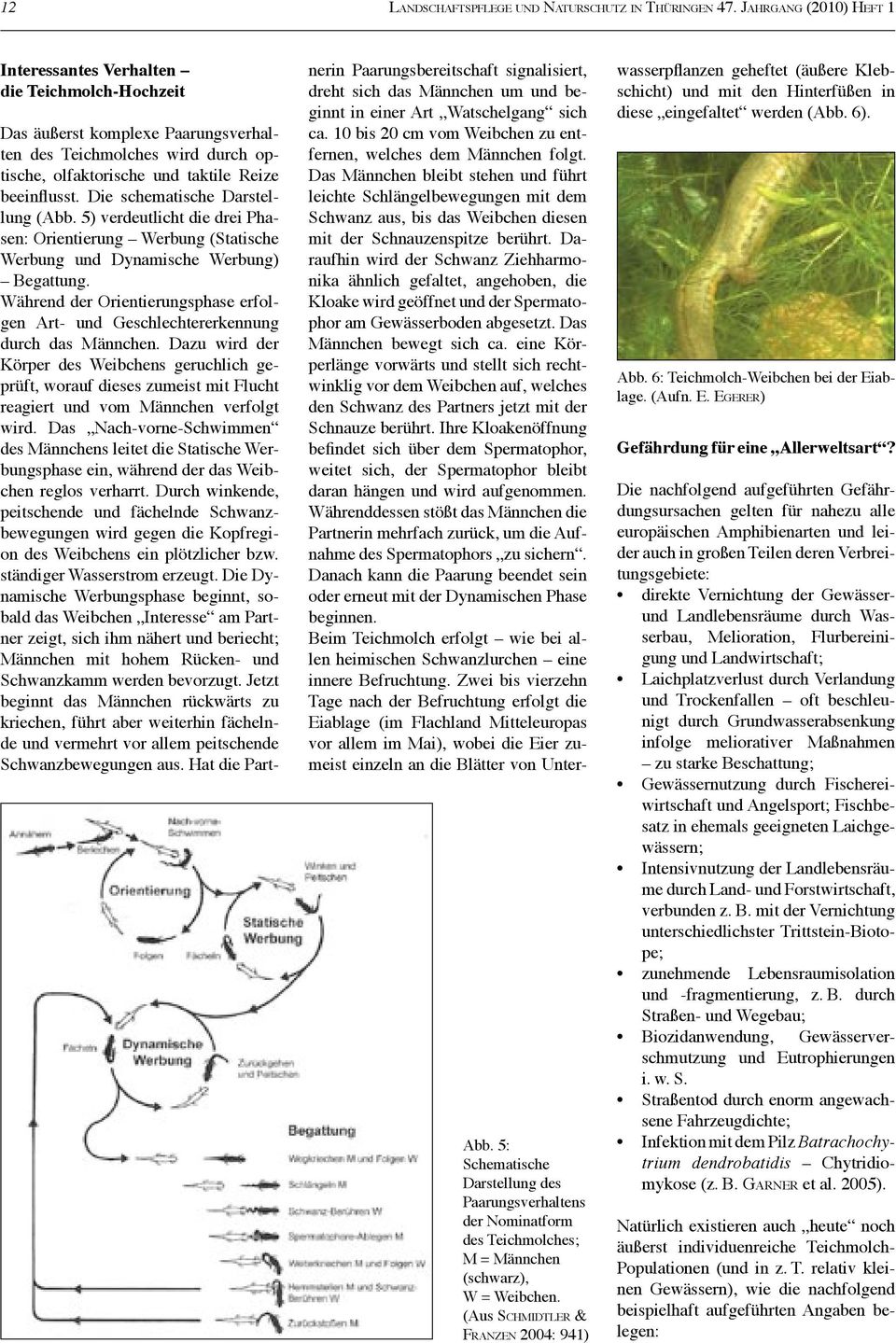 (Aus SCHMIDTLER & FRANZEN 2004: 941) Das äußerst komplexe Paarungsverhalten des Teichmolches wird durch optische, olfaktorische und taktile Reize beeinflusst. Die schematische Darstellung (Abb.