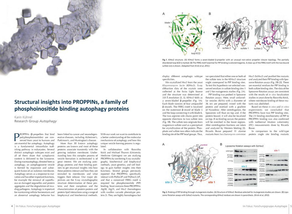 ) Structural insights into PROPPINs, a family of phosphoinositide binding autophagy proteins Karin Kühnel Research Group Autophagy PROPPINs (β-propellers that bind polyphosphoinositides) are