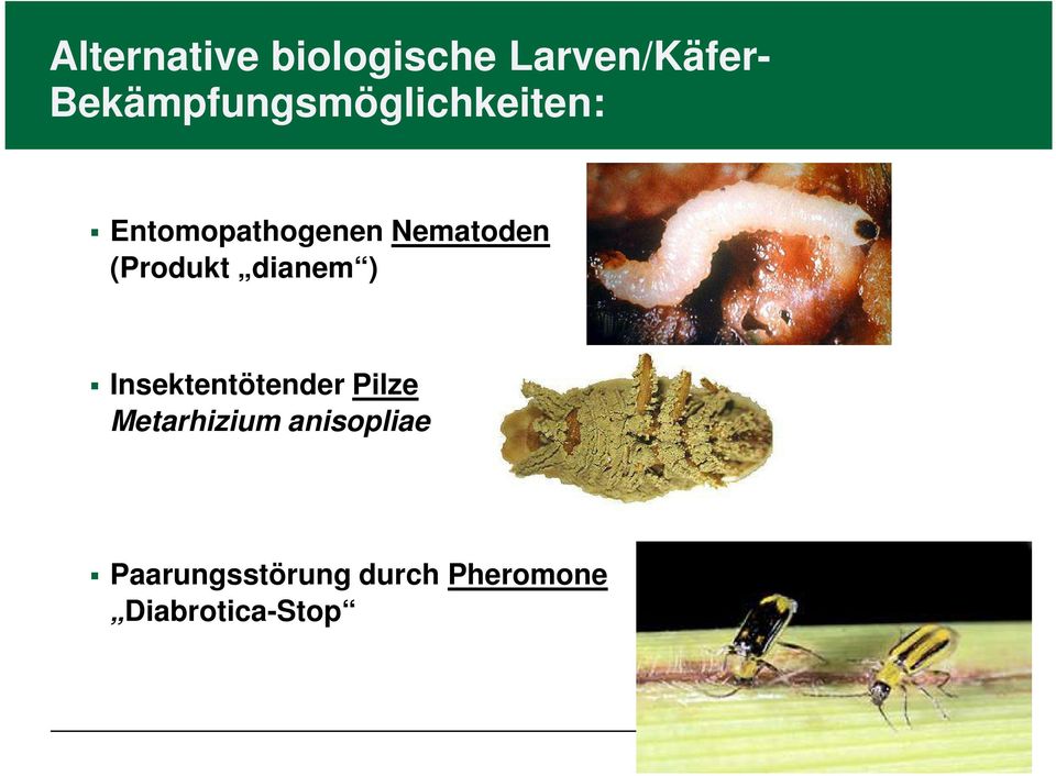 Nematoden (Produkt dianem ) Insektentötender Pilze