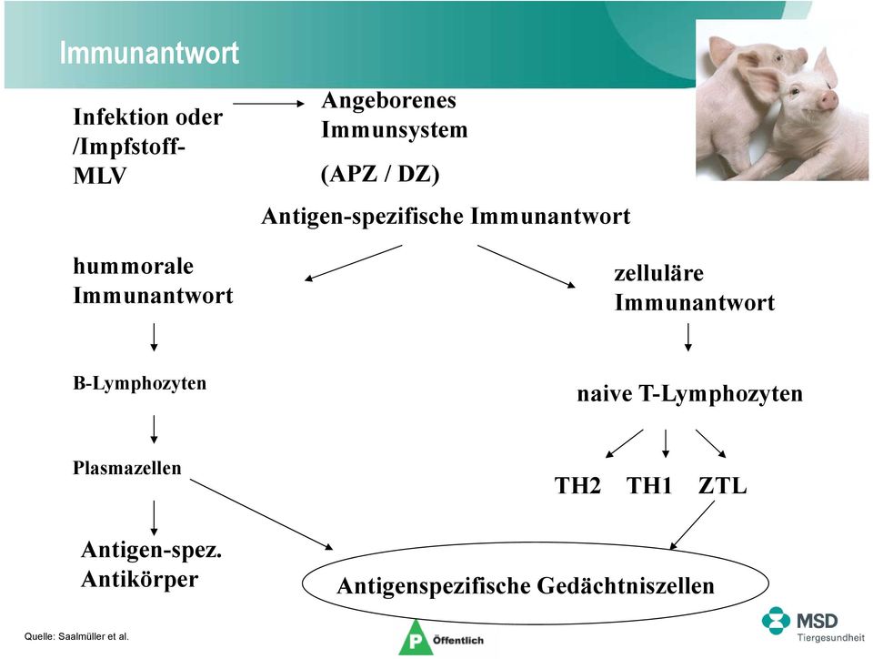 zelluläre Immunantwort B-Lymphozyten naive T-Lymphozyten Plasmazellen TH2