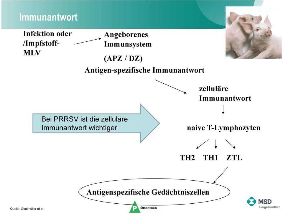 PRRSV ist die zelluläre Immunantwort wichtiger naive T-Lymphozyten TH2