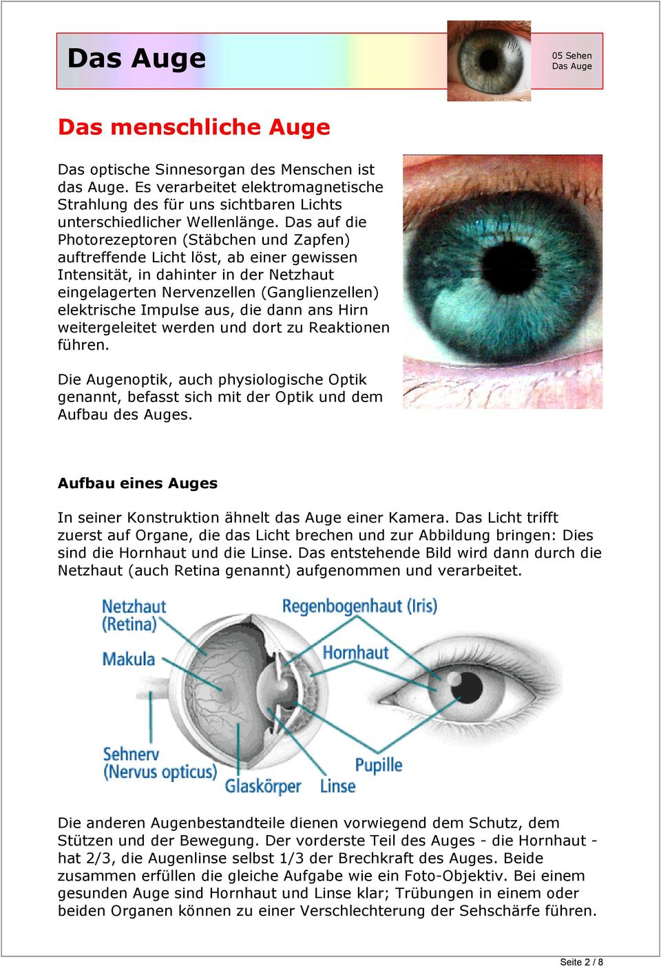 aus, die dann ans Hirn weitergeleitet werden und dort zu Reaktionen führen. Die Augenoptik, auch physiologische Optik genannt, befasst sich mit der Optik und dem Aufbau des Auges.