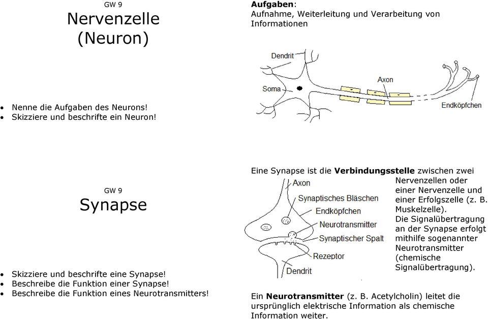 Eine Synapse ist die Verbindungsstelle zwischen zwei Nervenzellen oder einer Nervenzelle und einer Erfolgszelle (z. B. Muskelzelle).