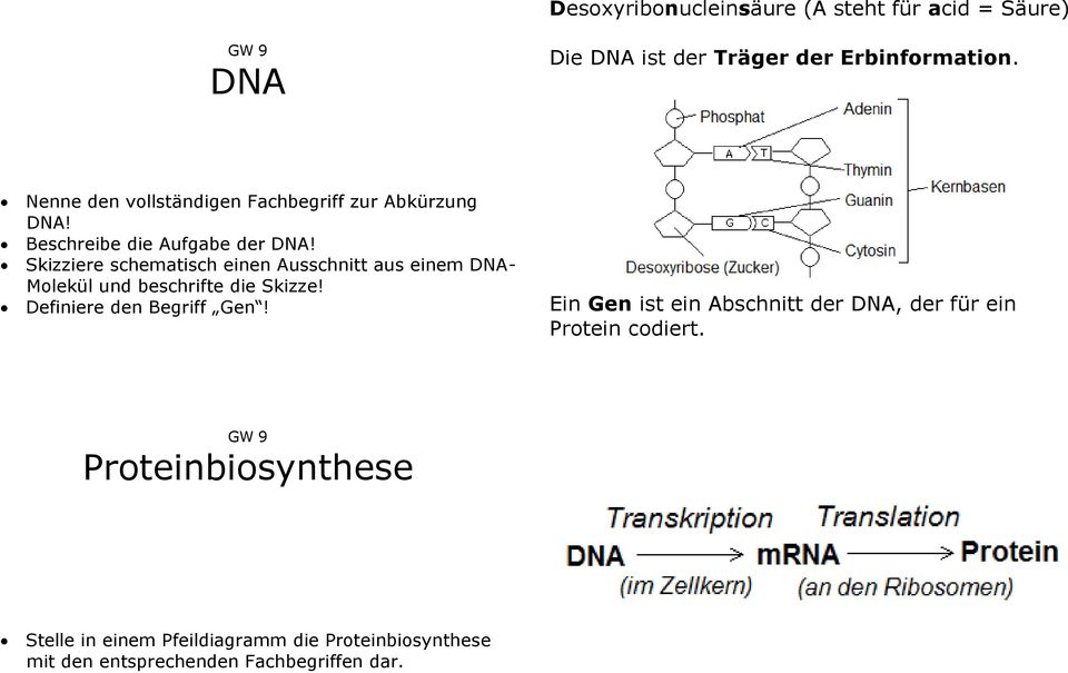 Skizziere schematisch einen Ausschnitt aus einem DNA- Molekül und beschrifte die Skizze! Definiere den Begriff Gen!
