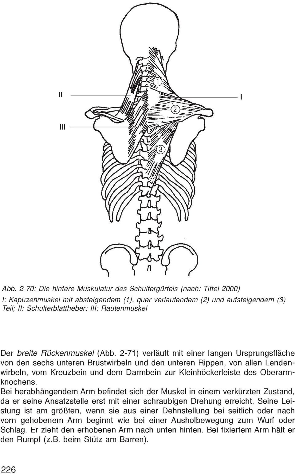Der breite Rückenmuskel (Abb.