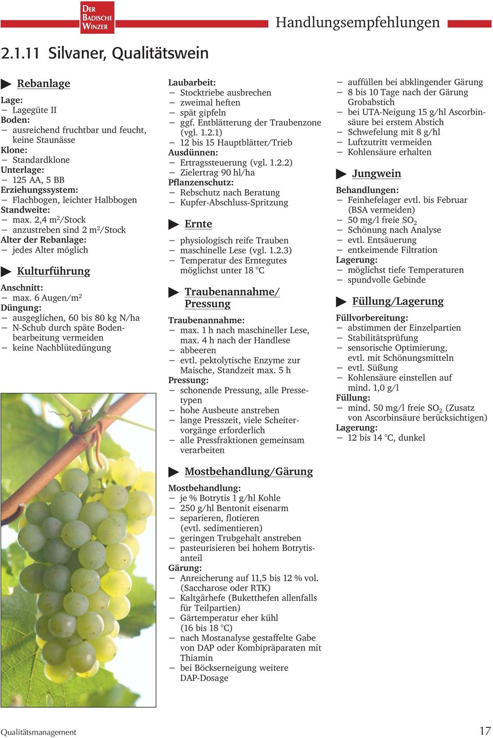 Entblätterung der Traubenzone Zielertrag 90 hl/ha Kupfer-Abschluss-Spritzung physiologisch reife Trauben maschinelle Lese (vgl. 1.2.3) Temperatur des Erntegutes möglichst unter 18 C max.