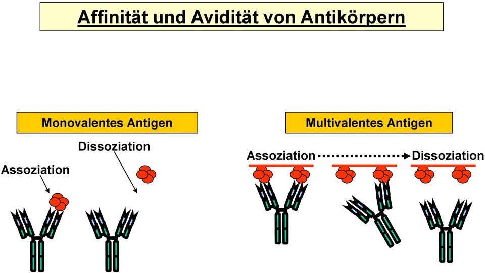 Multivalentes Antigen