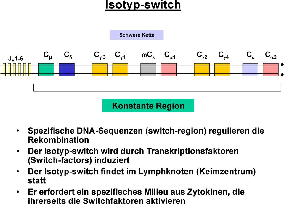 Transkriptionsfaktoren (Switch-factors) induziert Der Isotyp-switch findet im Lymphknoten