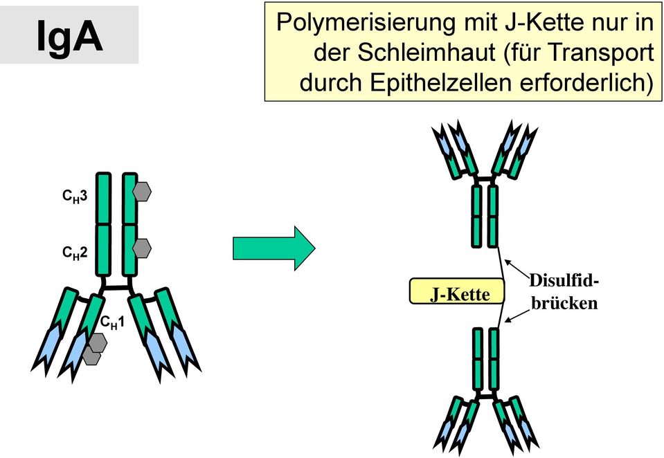 durch Epithelzellen erforderlich) C