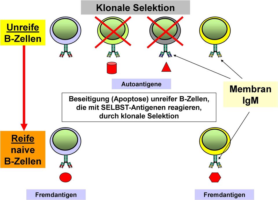 SELBST-Antigenen reagieren, durch klonale Selektion