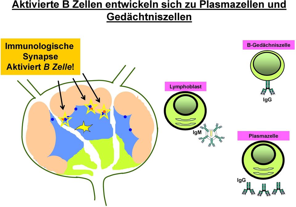 Immunologische Synapse Aktiviert B Zelle!