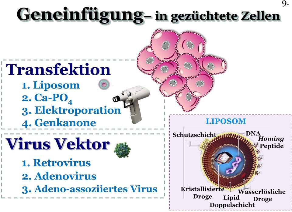 Adenovirus 3.