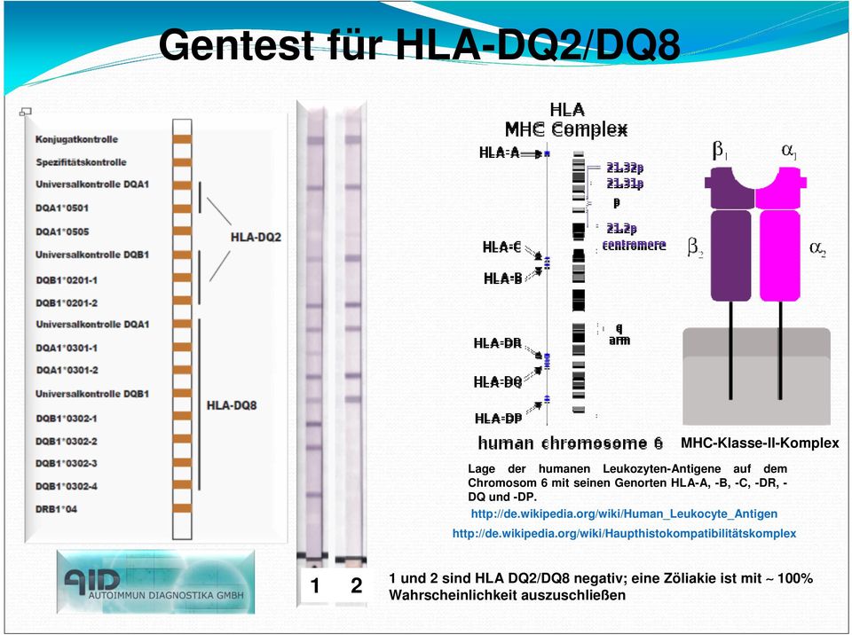 org/wiki/human_leukocyte_antigen http://de.wikipedia.