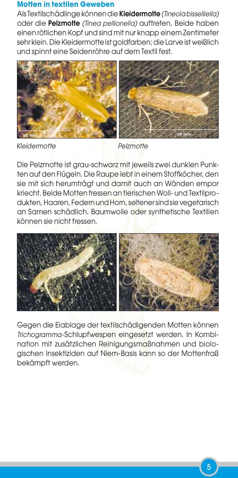 Kleidermotte Pelzmotte Die Pelzmotte ist grau-schwarz mit jeweils zwei dunklen Punkten auf den Flügeln.