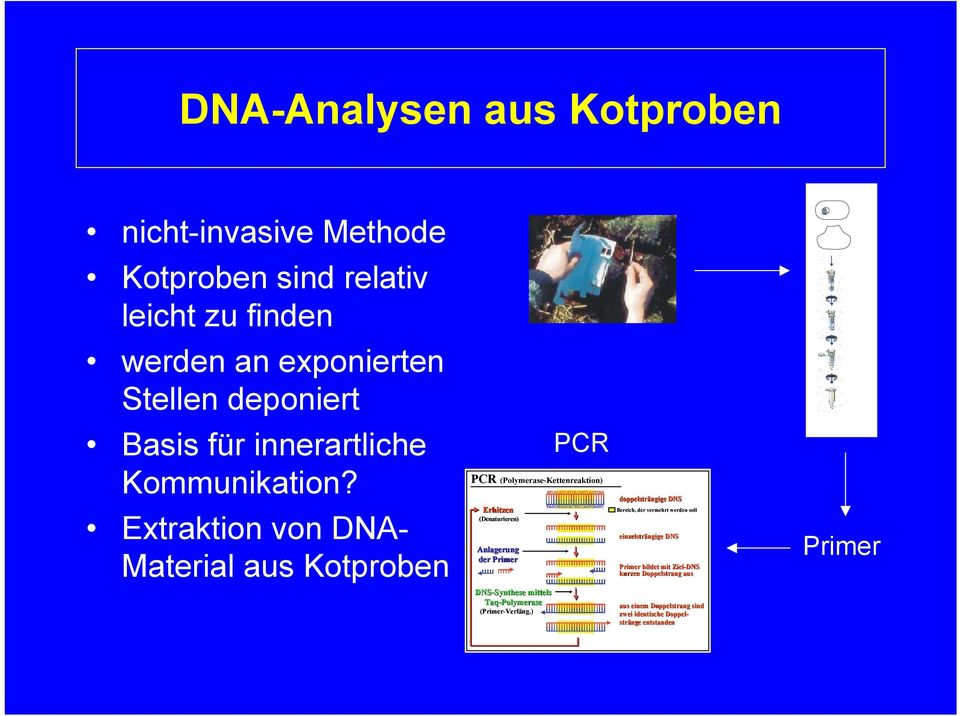 Extraktion von DNA- Material aus Kotproben PCR PCR (Polymerase-Kettenreaktion) Erhitzen (Denaturieren) Anlagerung der Primer DNS-Synthese mittels