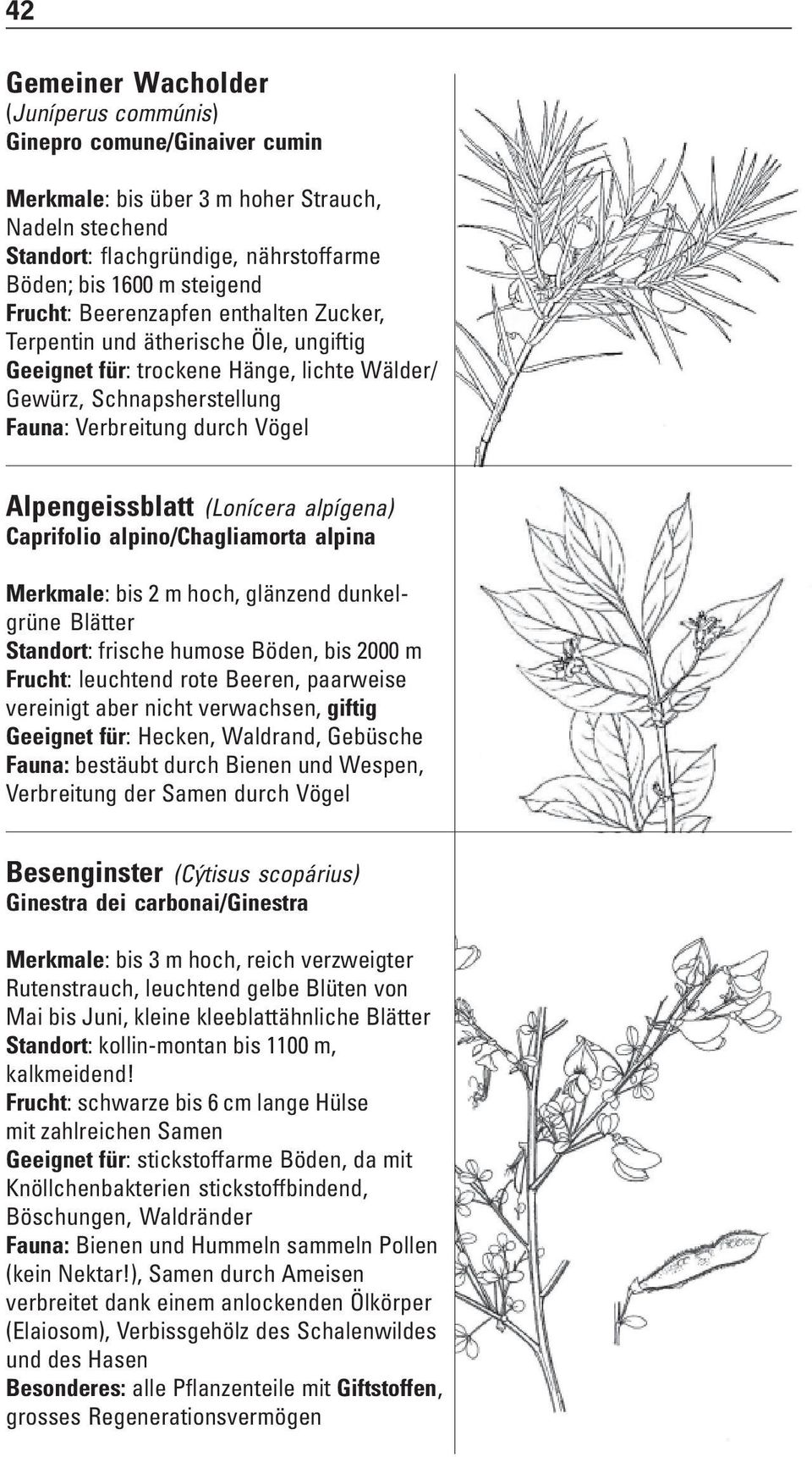 (Lonícera alpígena) Caprifolio alpino/chagliamorta alpina Merkmale: bis 2 m hoch, glänzend dunkelgrüne Blätter Standort: frische humose Böden, bis 2000 m Frucht: leuchtend rote Beeren, paarweise
