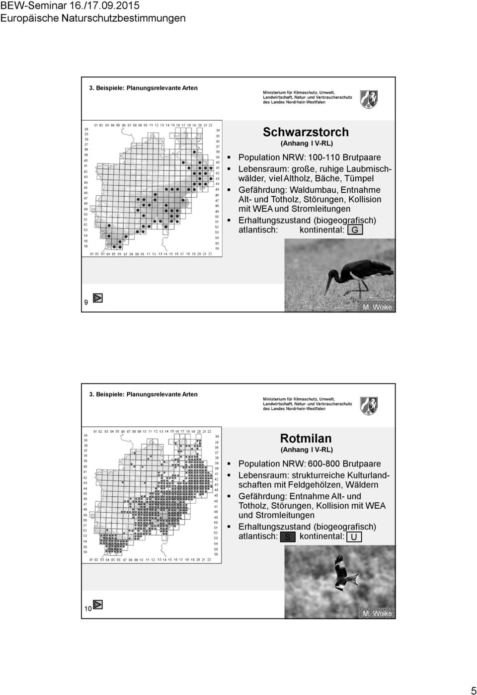 kontinental: G 9 Rotmilan (Anhang I V-RL) Population NRW: 600-800 Brutpaare Lebensraum: strukturreiche Kulturlandschaften mit
